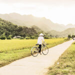 Fahrradfahrerin mit Reishut zwischen Reisfeldern in Mai Chau in Vietnam