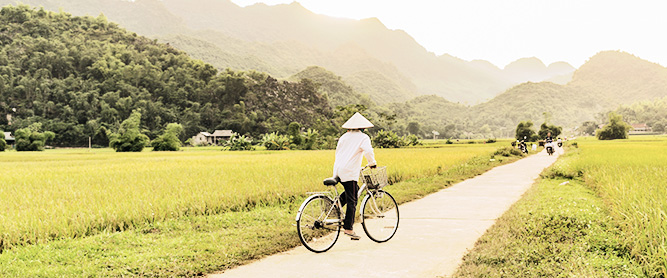 Fahrradfahrerin mit Reishut zwischen Reisfeldern in Mai Chau in Vietnam
