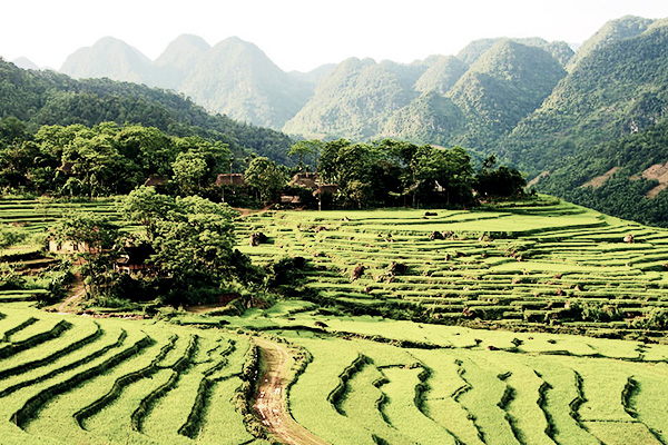 Reisterrassen vor grünen Hügeln im Pu Luong Nationalpark, Vietnam