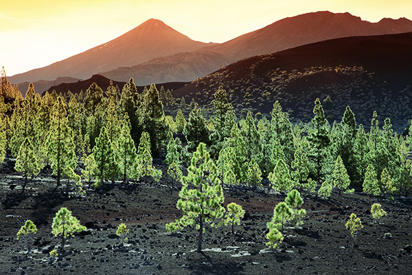 vulkanische Landschaft im Teide Nationalpark, Teneriffa