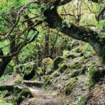 Alte Lorbeerbäume um Waldpfad auf Madeira