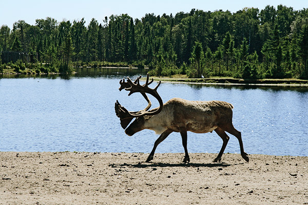 Waldkaribu in Kanada