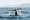 Delfinflosse im Meer, Hermanus Suedafrika