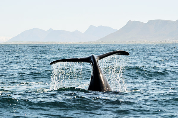 Delfinflosse im Meer, Hermanus Suedafrika