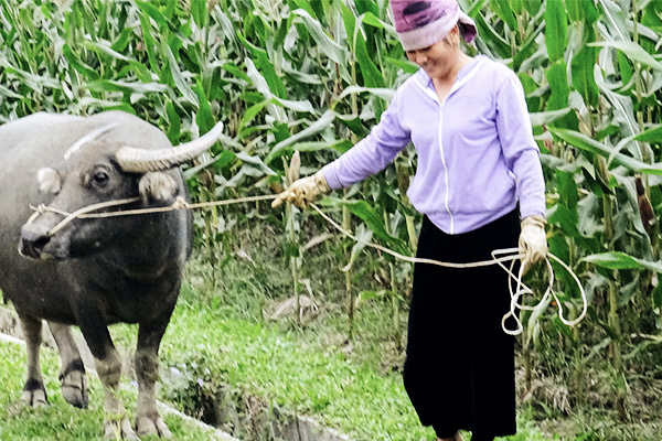 Wasserbüffel an Leine, Vietnam