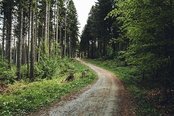 Forstweg am Rothaarsteig