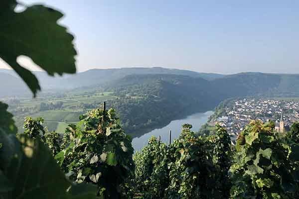 Weinberge an der Mosel