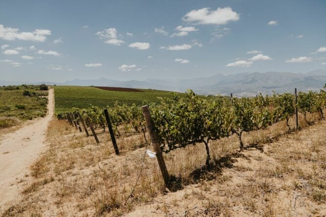 Pfad neben Weinreben in Südafrika
