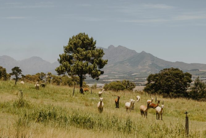 kleine Alpakaherde auf einer Weide in Südafrika