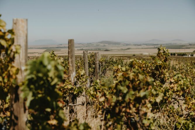 Blick auf Weingarten in Südafrika