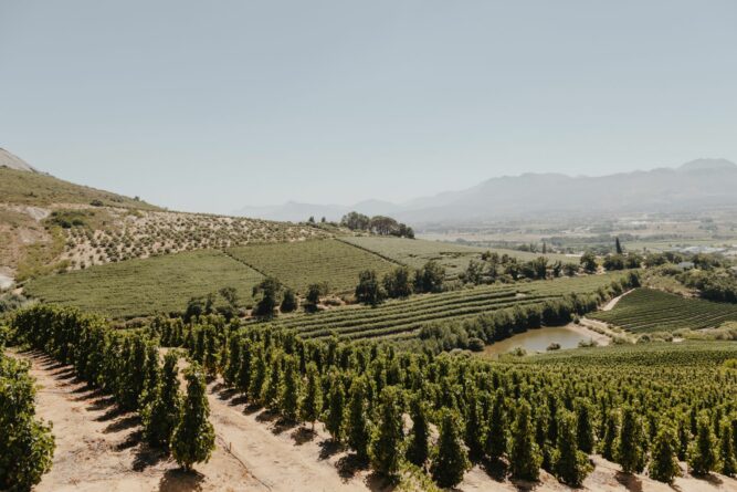 Blick über Weinberg in Südafrika