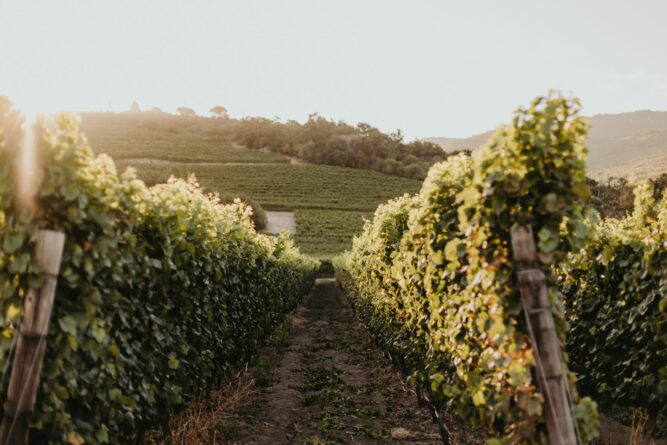 Weinreben im Abendlicht