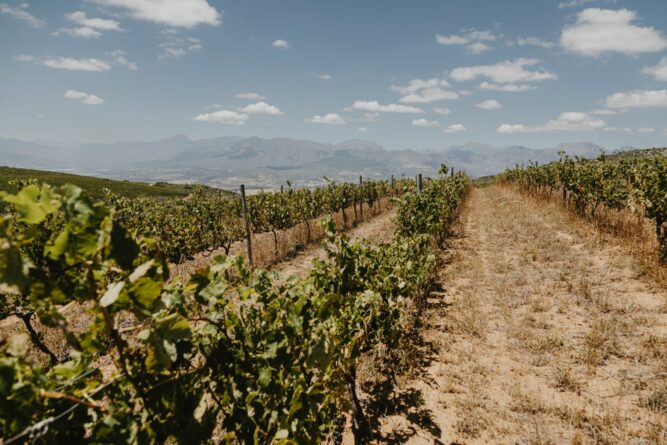 Weinberg mit Ausblick