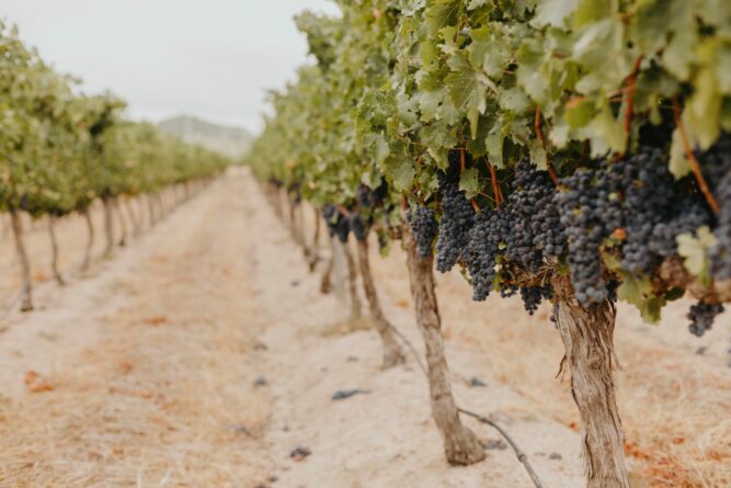 Weinreben mit wachsenden Trauben in Südafrika