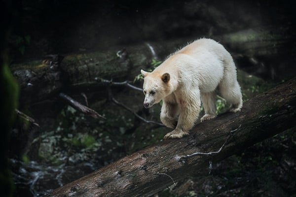 Weißer Schwarzbär im Great Bear Rainforest, British Columbia
