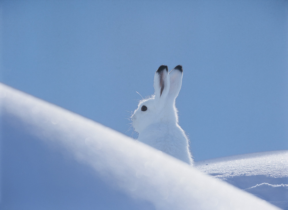 Schneehase im Schnee