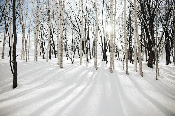 Birken im Schnee