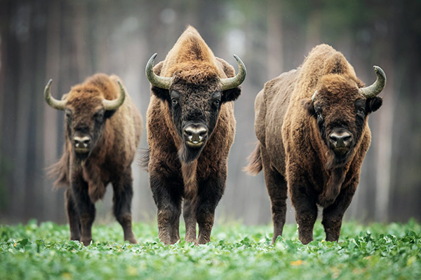 Drei Wisents auf einer Wiese mit Bäumen im Hintergrund