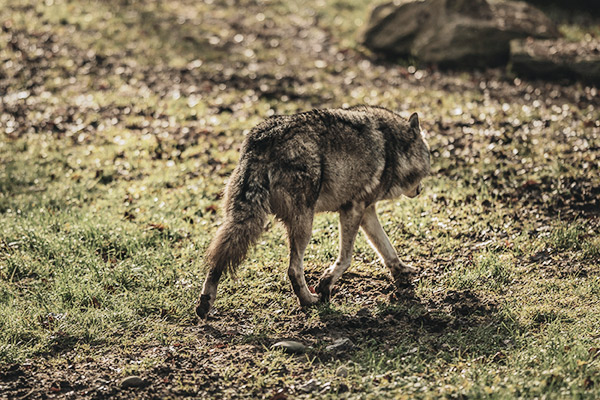 wolf-nationalpark-schweiz