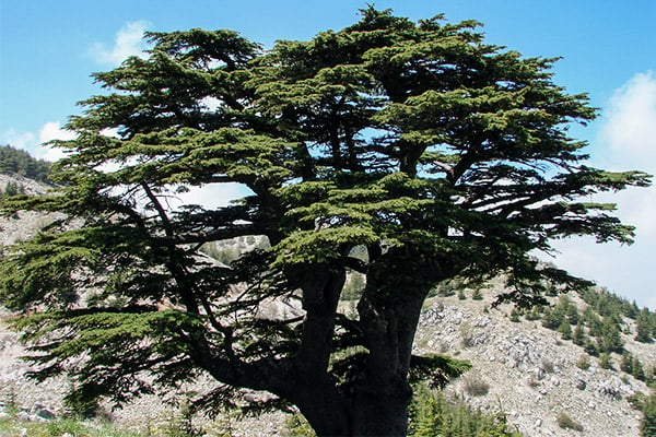 Al Chouf Zedern Naturreservat, Libanon